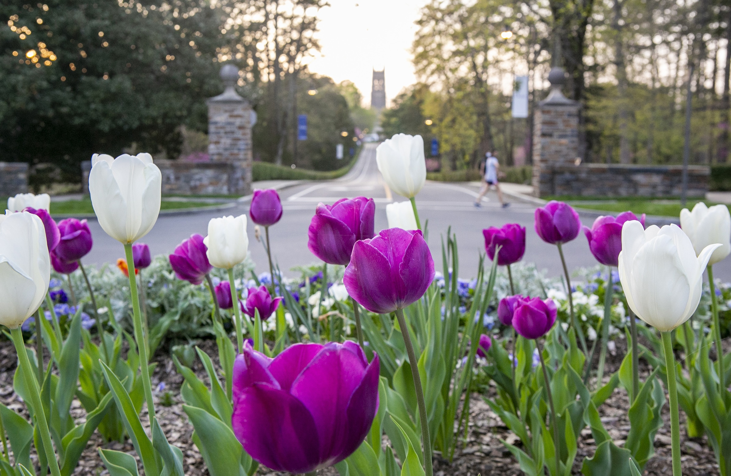 Tulips in traffic circle in front of Duke Chapel